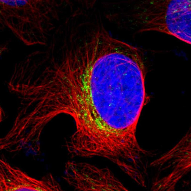 RMDN3 Antibody in Immunocytochemistry (ICC/IF)