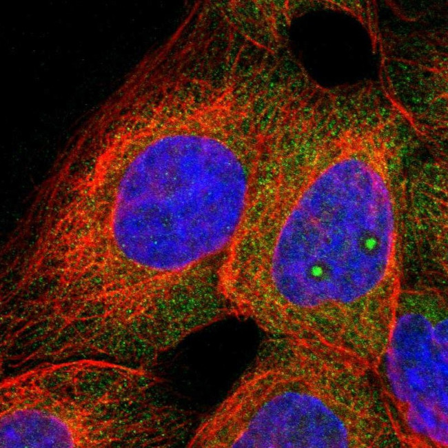 C1orf159 Antibody in Immunocytochemistry (ICC/IF)