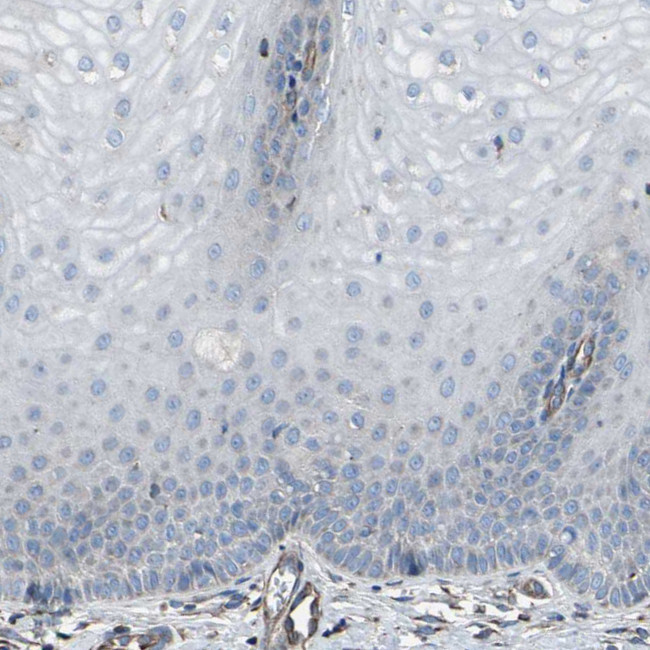 EMC7 Antibody in Immunohistochemistry (Paraffin) (IHC (P))