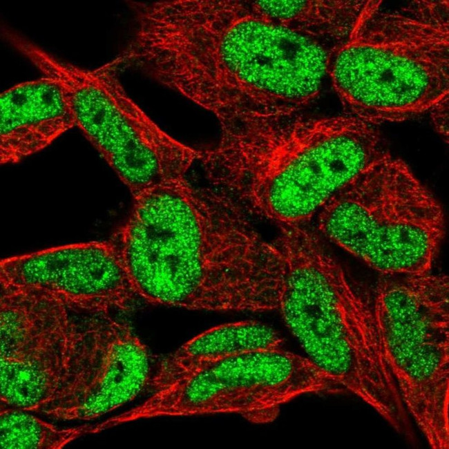 C12orf53 Antibody in Immunocytochemistry (ICC/IF)