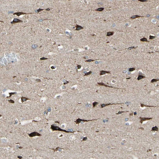 FAM171B Antibody in Immunohistochemistry (Paraffin) (IHC (P))