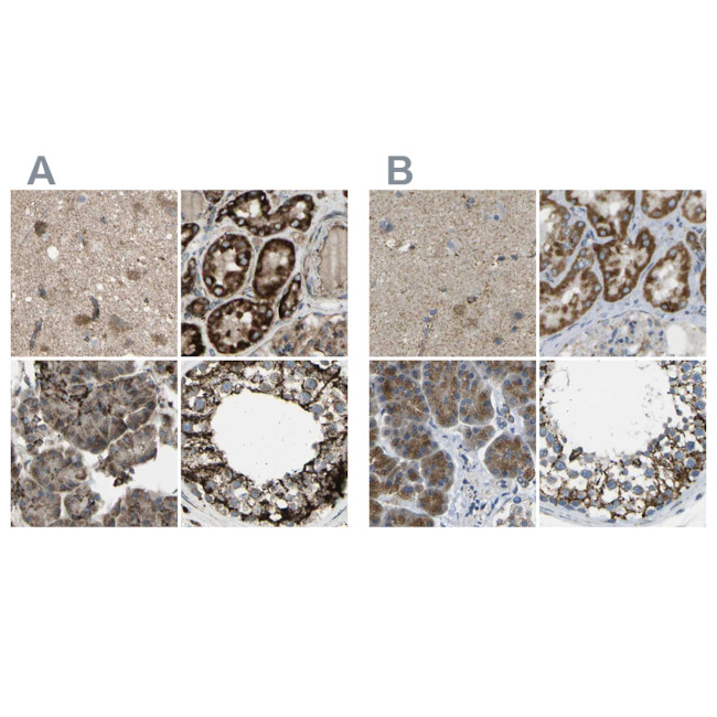 CYB5R1 Antibody in Immunohistochemistry (IHC)