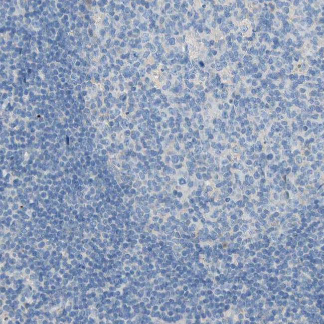 TMEM59L Antibody in Immunohistochemistry (Paraffin) (IHC (P))
