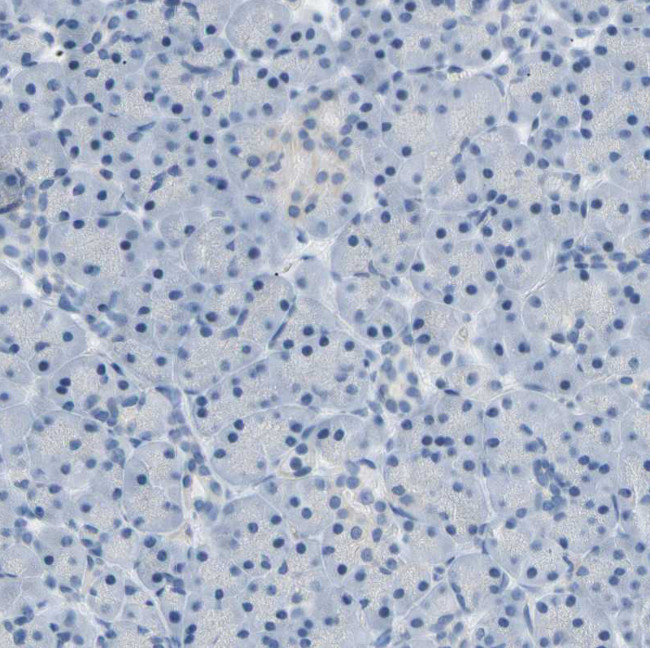 ATP1B2 Antibody in Immunohistochemistry (Paraffin) (IHC (P))