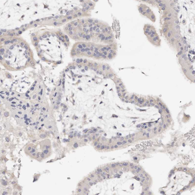 DNASE1 Antibody in Immunohistochemistry (Paraffin) (IHC (P))