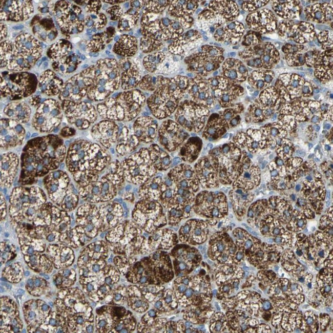 FAM163A Antibody in Immunohistochemistry (Paraffin) (IHC (P))