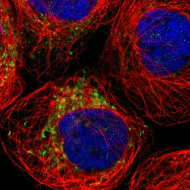 SPATA9 Antibody in Immunocytochemistry (ICC/IF)