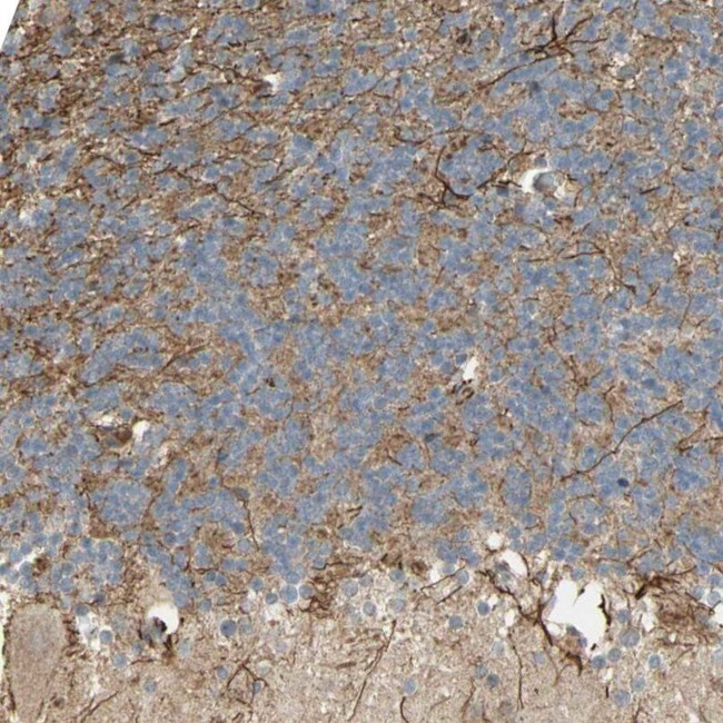 NRG4 Antibody in Immunohistochemistry (IHC)