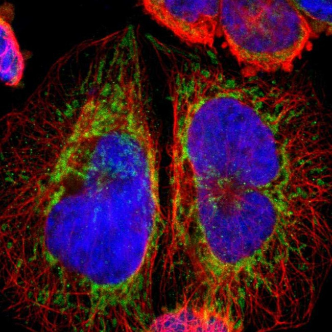 ARMC10 Antibody in Immunocytochemistry (ICC/IF)