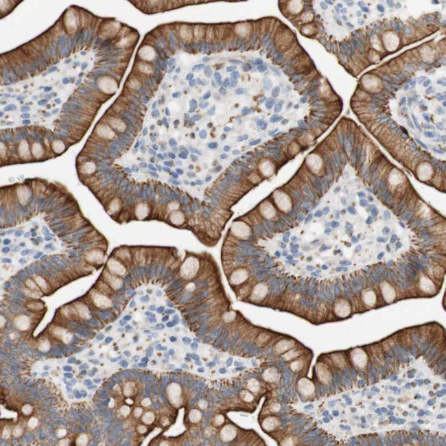 FNDC9 Antibody in Immunohistochemistry (Paraffin) (IHC (P))