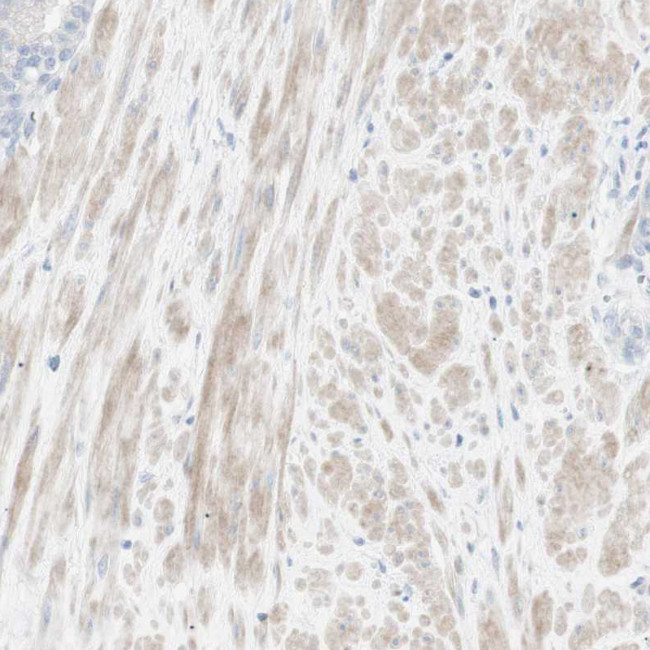 NDST4 Antibody in Immunohistochemistry (Paraffin) (IHC (P))