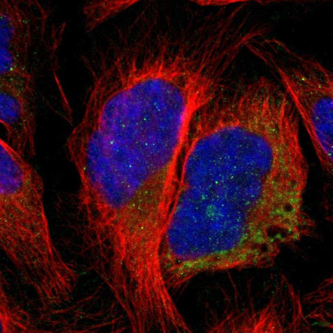 CCDC90B Antibody in Immunocytochemistry (ICC/IF)