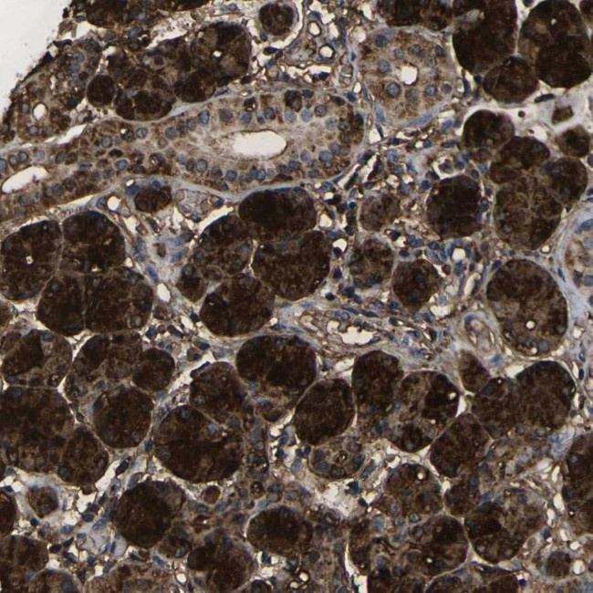 VASN Antibody in Immunohistochemistry (Paraffin) (IHC (P))