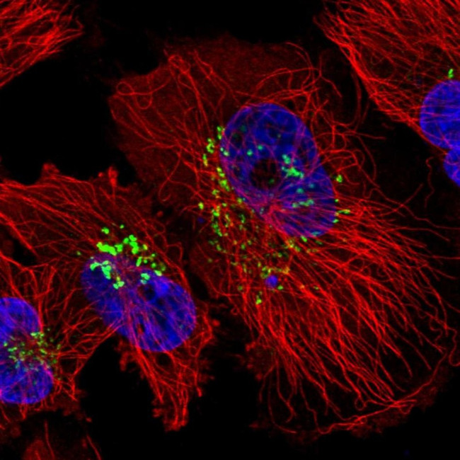 SDF4 Antibody in Immunocytochemistry (ICC/IF)