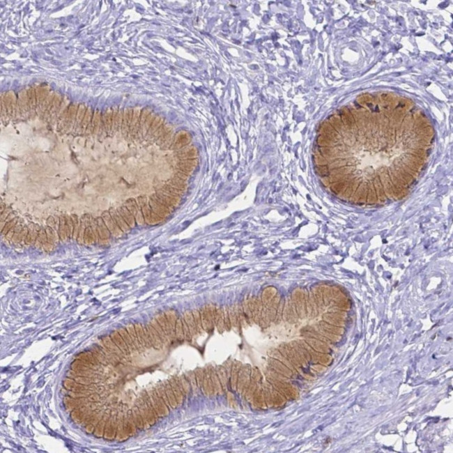 HSPA12A Antibody in Immunohistochemistry (Paraffin) (IHC (P))