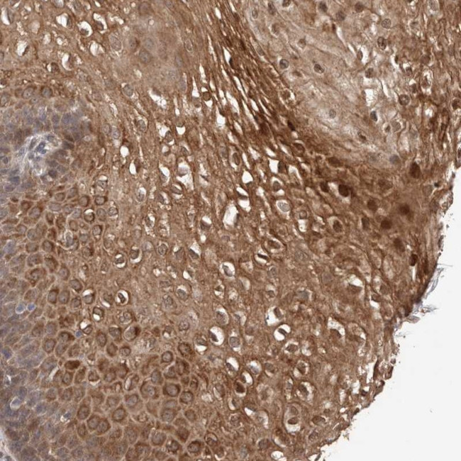 TEX13B Antibody in Immunohistochemistry (Paraffin) (IHC (P))