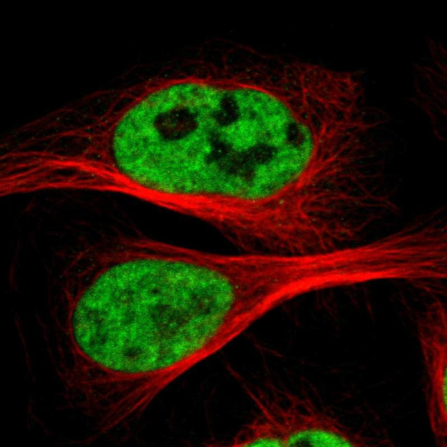 Cdc5L Antibody in Immunocytochemistry (ICC/IF)