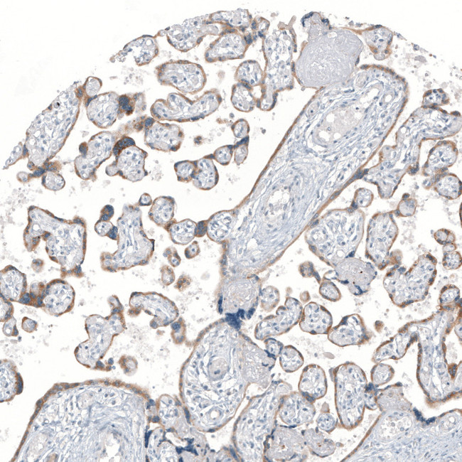 MS4A6A Antibody in Immunohistochemistry (Paraffin) (IHC (P))