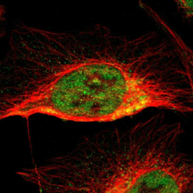 CCDC51 Antibody in Immunocytochemistry (ICC/IF)