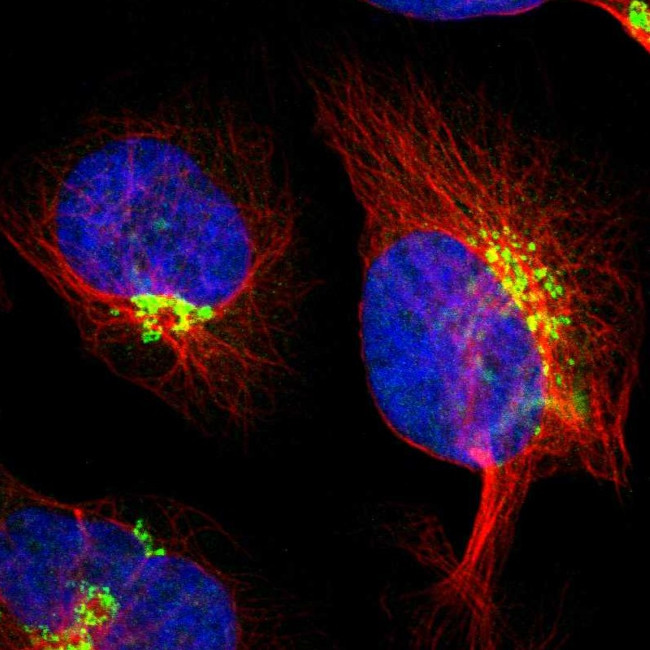 KIAA1024 Antibody in Immunocytochemistry (ICC/IF)