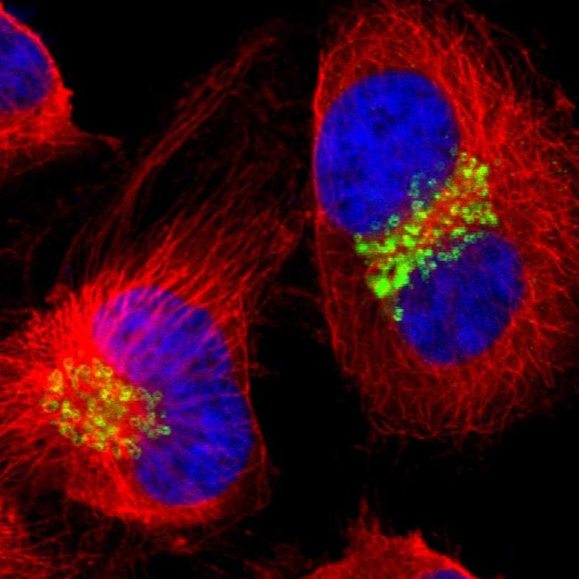 GOLGB1 Antibody in Immunocytochemistry (ICC/IF)
