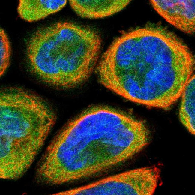 TMEM109 Antibody in Immunocytochemistry (ICC/IF)
