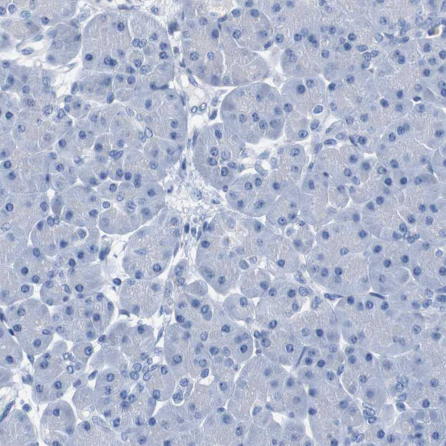 IGSF8 Antibody in Immunohistochemistry (Paraffin) (IHC (P))