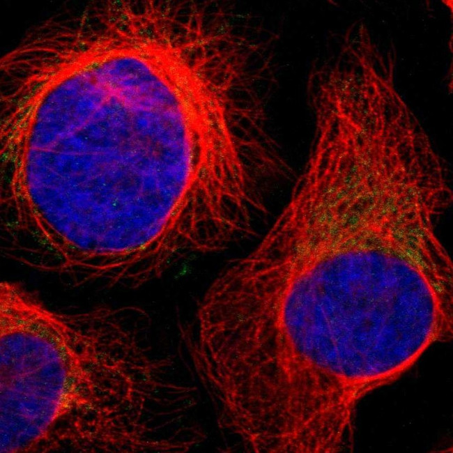 CCDC90B Antibody in Immunocytochemistry (ICC/IF)