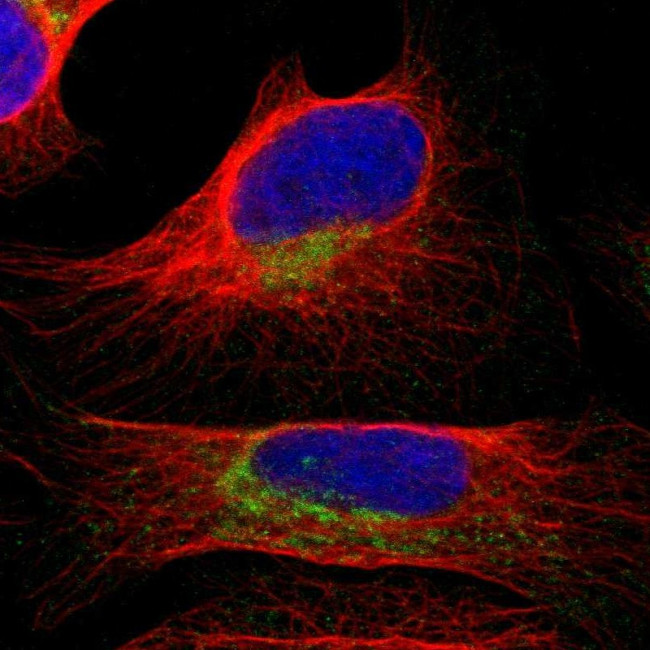 COA1 Antibody in Immunocytochemistry (ICC/IF)
