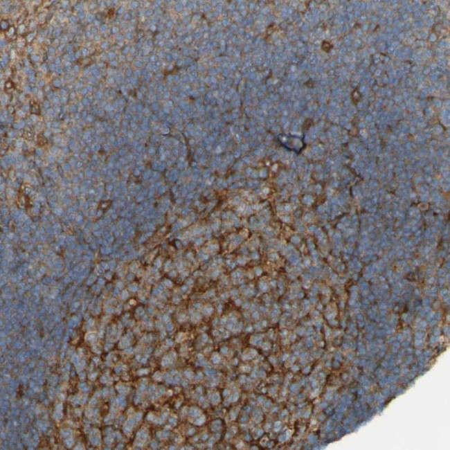 DNAJC4 Antibody in Immunohistochemistry (Paraffin) (IHC (P))