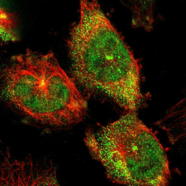 SGK223 Antibody in Immunocytochemistry (ICC/IF)
