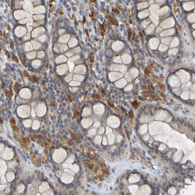 LILRB5 Antibody in Immunohistochemistry (IHC)