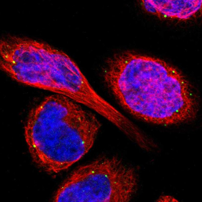 TMEM25 Antibody in Immunocytochemistry (ICC/IF)