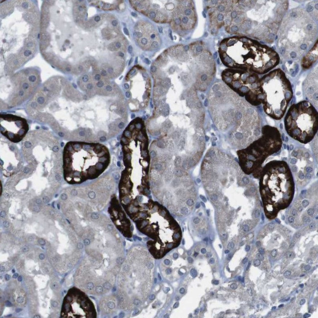 CDH22 Antibody in Immunohistochemistry (Paraffin) (IHC (P))