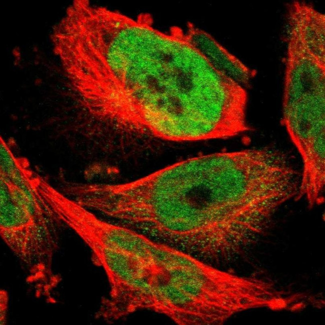 FAM172A Antibody in Immunocytochemistry (ICC/IF)