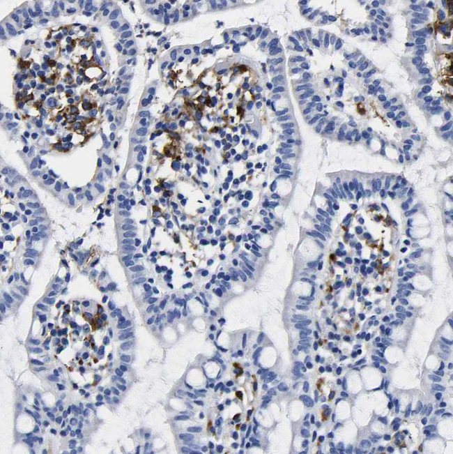 HLA-DQA1 Antibody in Immunohistochemistry (Paraffin) (IHC (P))
