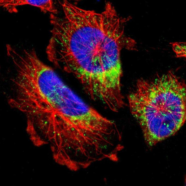 MRPL52 Antibody in Immunocytochemistry (ICC/IF)