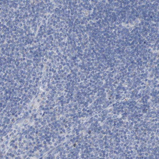 Contactin 2 Antibody in Immunohistochemistry (Paraffin) (IHC (P))