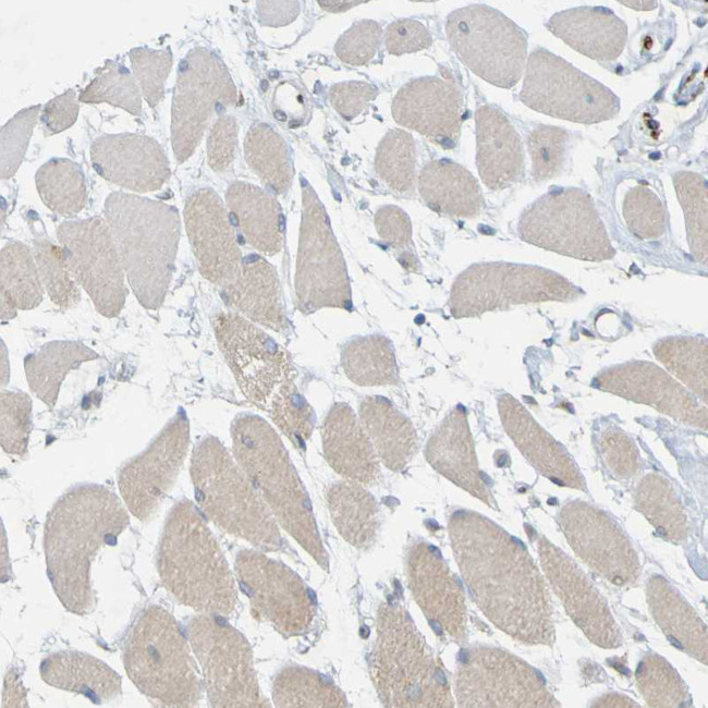 MAG Antibody in Immunohistochemistry (Paraffin) (IHC (P))