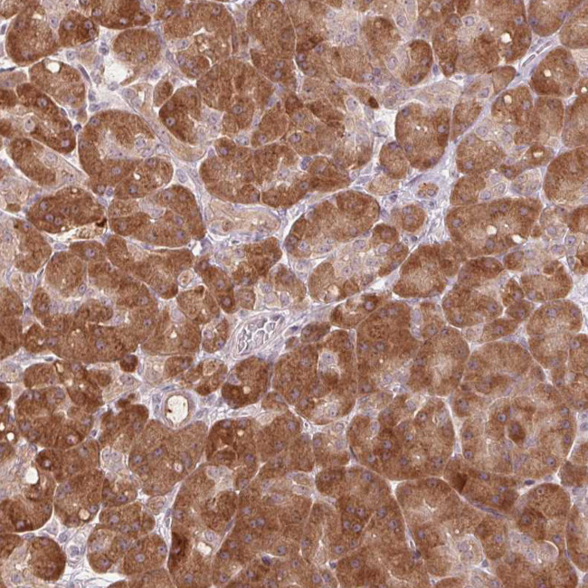 TMED6 Antibody in Immunohistochemistry (Paraffin) (IHC (P))