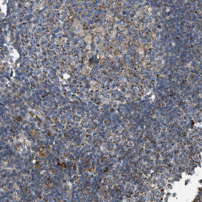 BTN3A1 Antibody in Immunohistochemistry (Paraffin) (IHC (P))