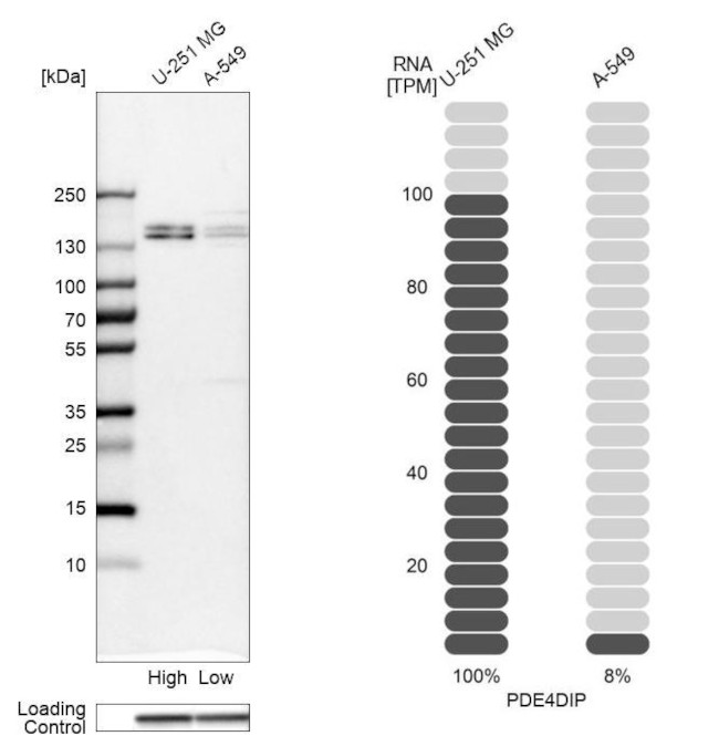 Myomegalin Antibody