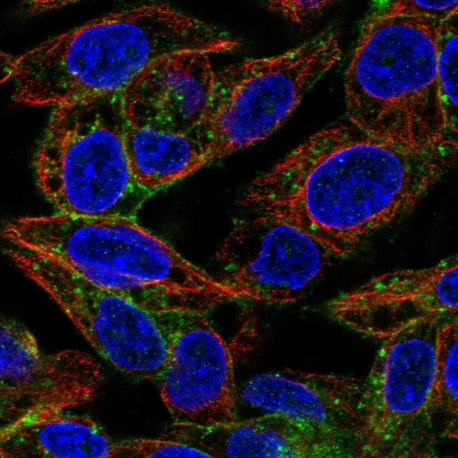 ASGR1 Antibody in Immunocytochemistry (ICC/IF)