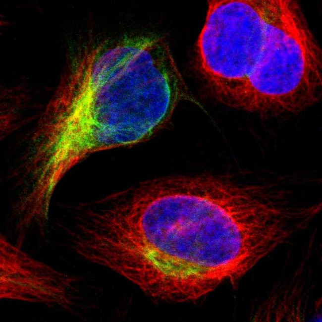 IGSF10 Antibody in Immunocytochemistry (ICC/IF)