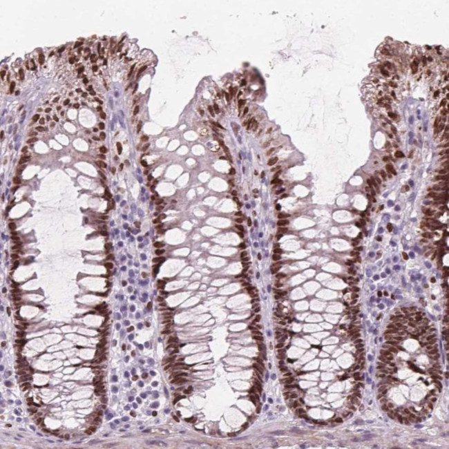 ISLR2 Antibody in Immunohistochemistry (Paraffin) (IHC (P))