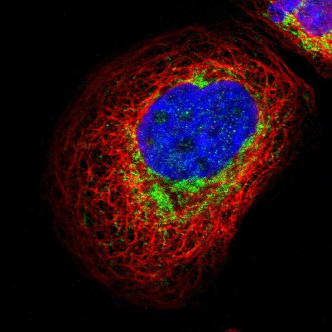 GALNTL4 Antibody in Immunocytochemistry (ICC/IF)