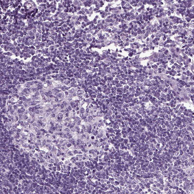 SCG5 Antibody in Immunohistochemistry (Paraffin) (IHC (P))
