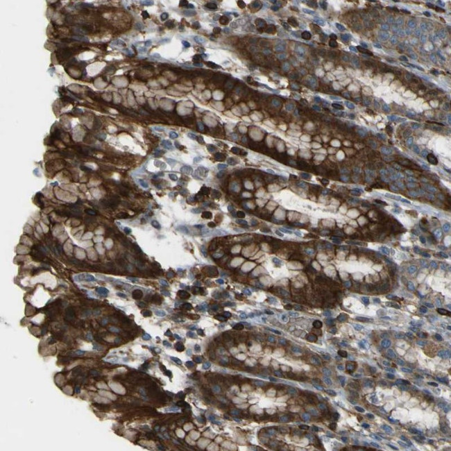 PCDHB5 Antibody in Immunohistochemistry (Paraffin) (IHC (P))