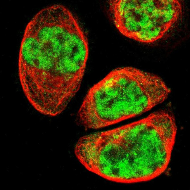SYDE1 Antibody in Immunocytochemistry (ICC/IF)