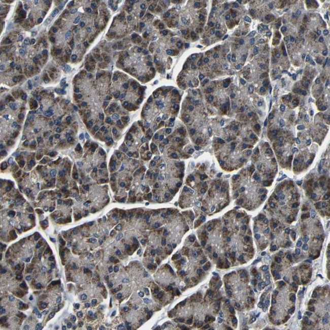 FKBP14 Antibody in Immunohistochemistry (Paraffin) (IHC (P))